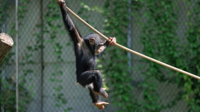 Chimpanseunge der svinger sig i reb i Københavns Zoo